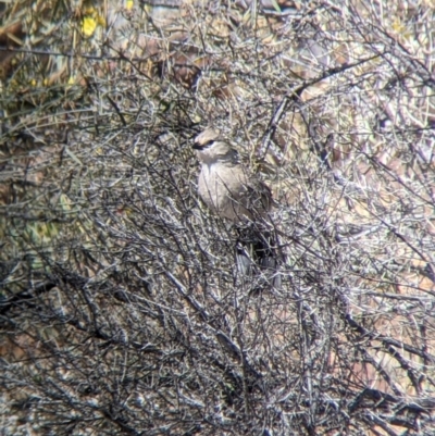 Psophodes cristatus (Chirruping Wedgebill) at Silverton, NSW - 2 Sep 2022 by Darcy