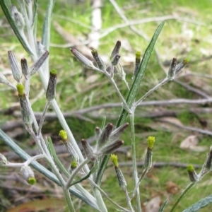 Senecio quadridentatus at Hawker, ACT - 6 Sep 2022