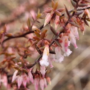 Leucopogon fletcheri subsp. brevisepalus at Kowen, ACT - 9 Sep 2022