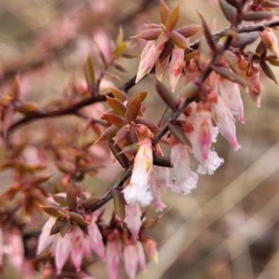 Leucopogon fletcheri subsp. brevisepalus (Twin Flower Beard-Heath) at Kowen Escarpment - 9 Sep 2022 by trevorpreston