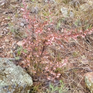 Leucopogon fletcheri subsp. brevisepalus at Kowen, ACT - 9 Sep 2022