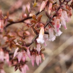 Leucopogon fletcheri subsp. brevisepalus at Kowen, ACT - 9 Sep 2022