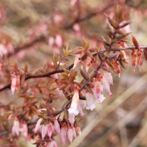 Leucopogon fletcheri subsp. brevisepalus at Kowen, ACT - 9 Sep 2022