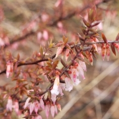 Leucopogon fletcheri subsp. brevisepalus at Kowen, ACT - 9 Sep 2022