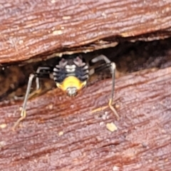 Peiratinae sp. (subfamily) at Kowen, ACT - 9 Sep 2022 12:41 PM