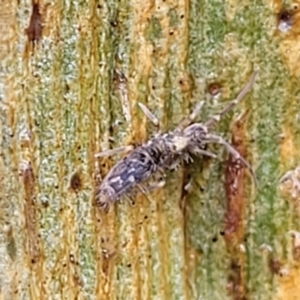 Collembola (class) at Kowen, ACT - 9 Sep 2022 12:39 PM