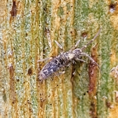 Collembola sp. (class) (Springtail) at Kowen, ACT - 9 Sep 2022 by trevorpreston