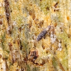 Collembola (class) at Kowen, ACT - 9 Sep 2022 12:39 PM