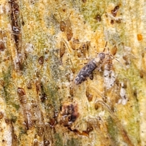Collembola (class) at Kowen, ACT - 9 Sep 2022 12:39 PM