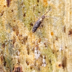 Collembola (class) at Kowen, ACT - 9 Sep 2022 12:39 PM