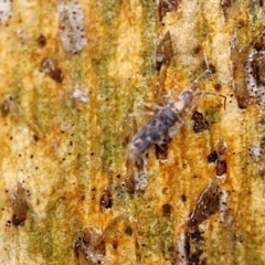 Collembola (class) at Kowen, ACT - 9 Sep 2022 12:39 PM