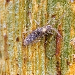 Collembola sp. (class) at Kowen, ACT - 9 Sep 2022 12:39 PM