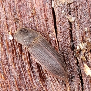 Agrypnus sp. (genus) at Kowen, ACT - 9 Sep 2022