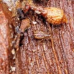 Stephanopis sp. (genus) at Kowen, ACT - 9 Sep 2022