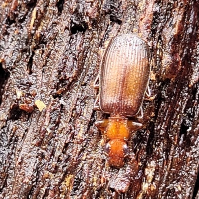 Demetrida sp. (genus) (Bark carab beetle) at Kowen Escarpment - 9 Sep 2022 by trevorpreston