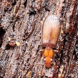 Demetrida sp. (genus) at Kowen, ACT - 9 Sep 2022