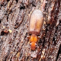 Demetrida sp. (genus) at Kowen, ACT - 9 Sep 2022