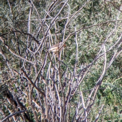 Taeniopygia guttata (Zebra Finch) at Sunset Strip, NSW - 2 Sep 2022 by Darcy