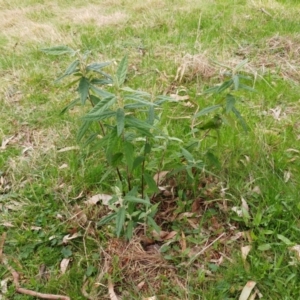 Olearia lirata at Molonglo Valley, ACT - 6 Sep 2022 12:56 PM