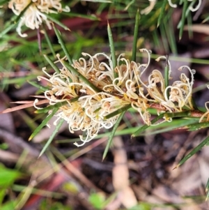 Hakea decurrens subsp. decurrens at Kowen, ACT - 9 Sep 2022