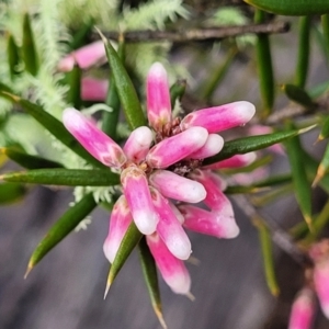 Lissanthe strigosa subsp. subulata at Kowen, ACT - 9 Sep 2022