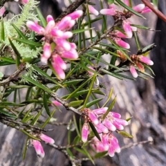 Lissanthe strigosa subsp. subulata at Kowen, ACT - 9 Sep 2022