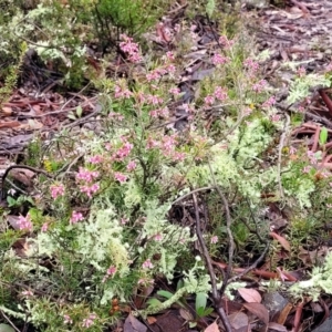 Lissanthe strigosa subsp. subulata at Kowen, ACT - 9 Sep 2022