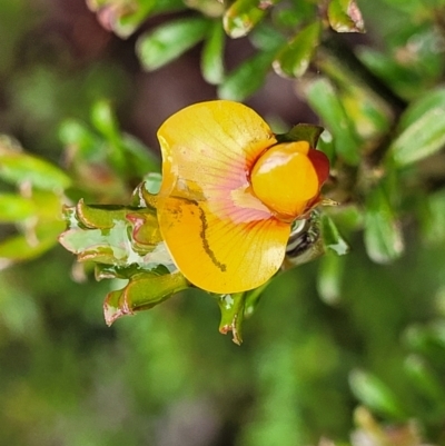 Pultenaea microphylla (Egg and Bacon Pea) at Kowen Escarpment - 9 Sep 2022 by trevorpreston