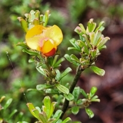 Pultenaea microphylla at Kowen, ACT - 9 Sep 2022