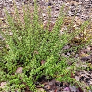 Pultenaea microphylla at Kowen, ACT - 9 Sep 2022