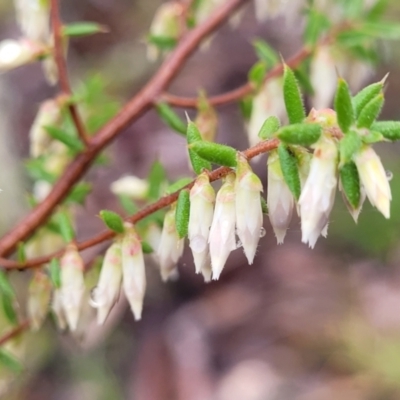 Leucopogon fletcheri subsp. brevisepalus (Twin Flower Beard-Heath) at Kowen Escarpment - 9 Sep 2022 by trevorpreston