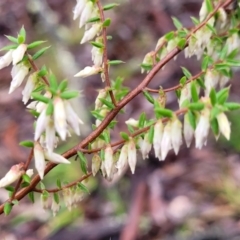 Leucopogon fletcheri subsp. brevisepalus at Kowen, ACT - 9 Sep 2022