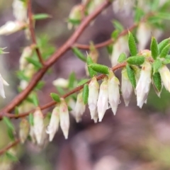 Leucopogon fletcheri subsp. brevisepalus at Kowen, ACT - 9 Sep 2022