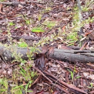 Leucopogon fletcheri subsp. brevisepalus at Kowen, ACT - 9 Sep 2022