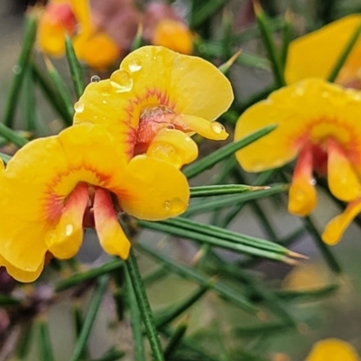 Dillwynia sieberi (Sieber's Parrot Pea) at Kowen Escarpment - 9 Sep 2022 by trevorpreston