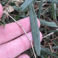 Dodonaea viscosa subsp. spatulata (Broad-leaved Hop Bush) at P11 - 28 Aug 2022 by Tapirlord