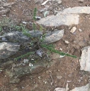 Cassinia aculeata subsp. aculeata at Hackett, ACT - 28 Aug 2022