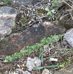 Cassinia aculeata subsp. aculeata at Hackett, ACT - 28 Aug 2022