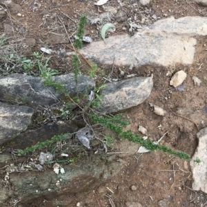 Cassinia aculeata subsp. aculeata at Hackett, ACT - 28 Aug 2022