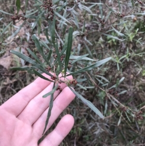 Dodonaea viscosa subsp. angustissima at Hackett, ACT - 28 Aug 2022 01:27 PM