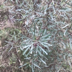 Dodonaea viscosa subsp. angustissima at Hackett, ACT - 28 Aug 2022