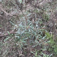 Dodonaea viscosa subsp. angustissima at Hackett, ACT - 28 Aug 2022