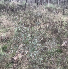 Dodonaea viscosa subsp. angustissima at Hackett, ACT - 28 Aug 2022 01:27 PM