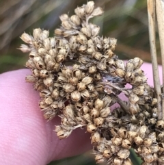 Juncus australis at Hackett, ACT - 28 Aug 2022 12:22 PM