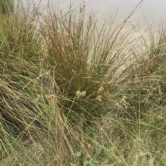 Juncus australis at Hackett, ACT - 28 Aug 2022