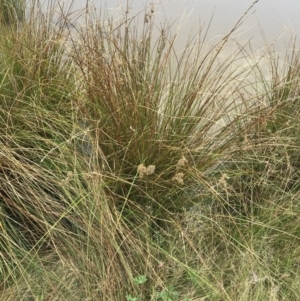 Juncus australis at Hackett, ACT - 28 Aug 2022