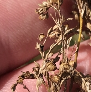 Juncus sarophorus at Hackett, ACT - 28 Aug 2022 12:11 PM