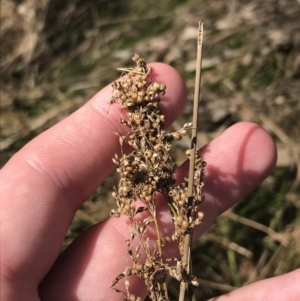 Juncus sarophorus at Hackett, ACT - 28 Aug 2022 12:11 PM