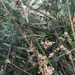 Juncus sarophorus at Hackett, ACT - 28 Aug 2022