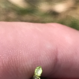 Juncus sarophorus at Hackett, ACT - 28 Aug 2022 12:11 PM